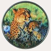 National Geographic Cheetah